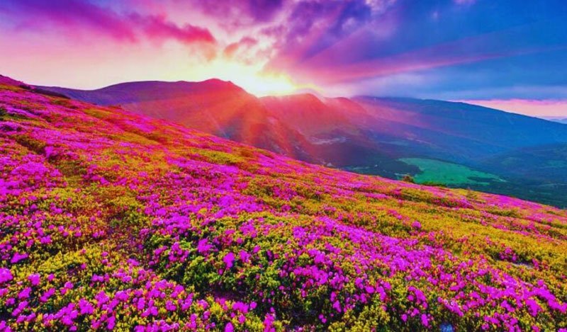 Valley of Flowers National Park