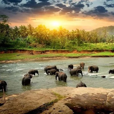 Wildlife in Uttarakhand